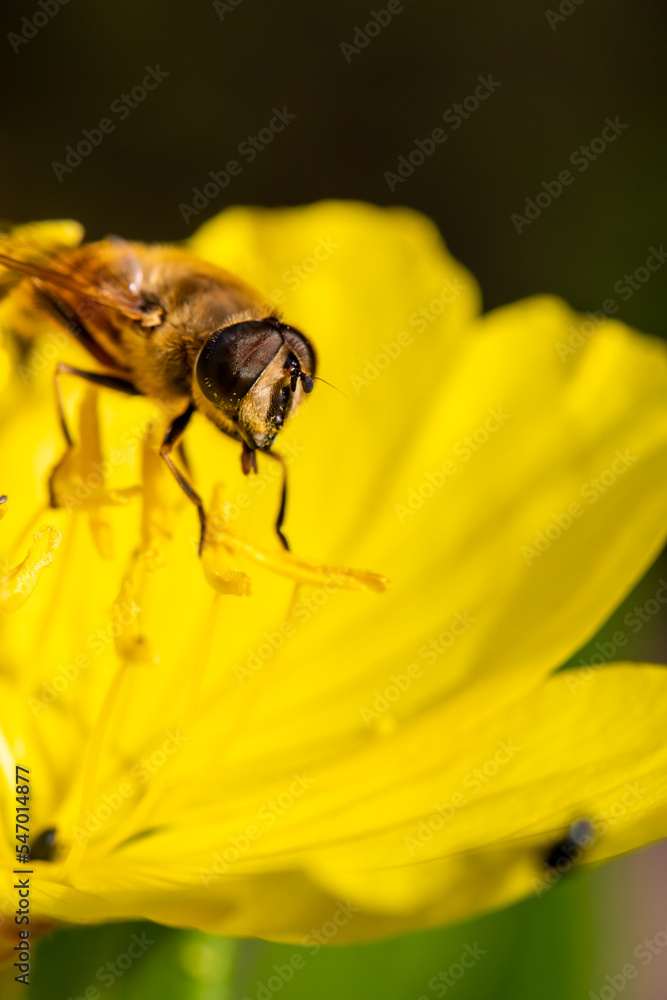 Macro of honeybee on flowers, collecting pollen Macro of honeybee on flowers, collecting pollen