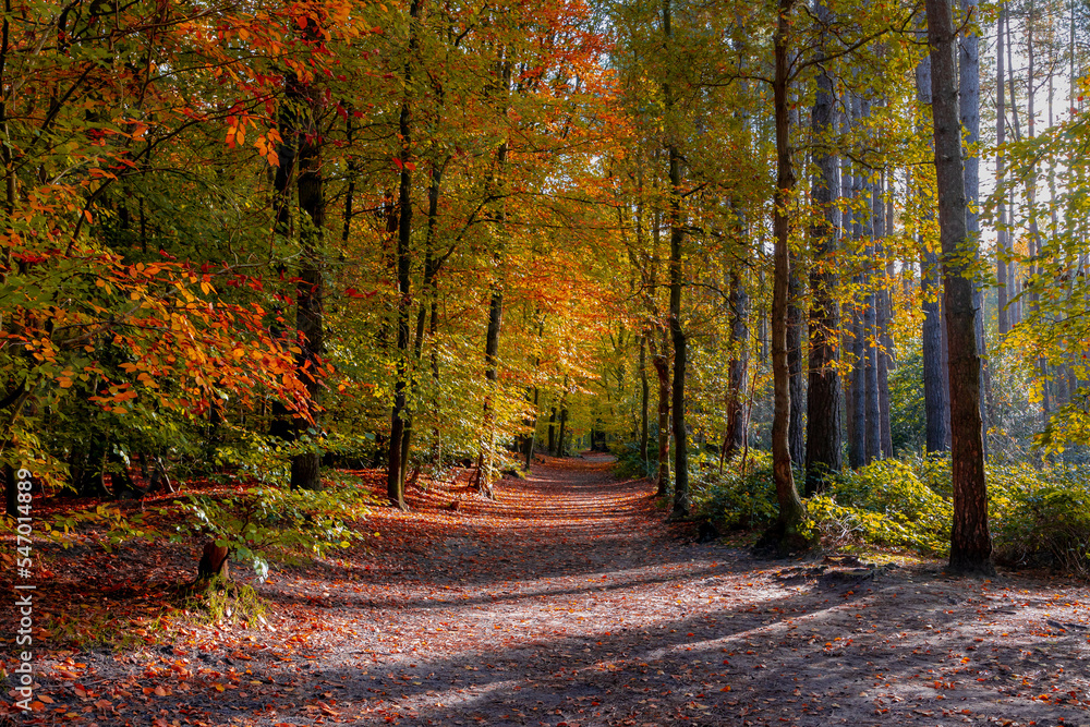 Naklejka premium Beautiful autumn background with pathway through the wood, Yellow orange leaves fall on the ground floor with the rows of big trees along the walkways, Heilooerbos (Forest) Noord Holland, Netherlands.