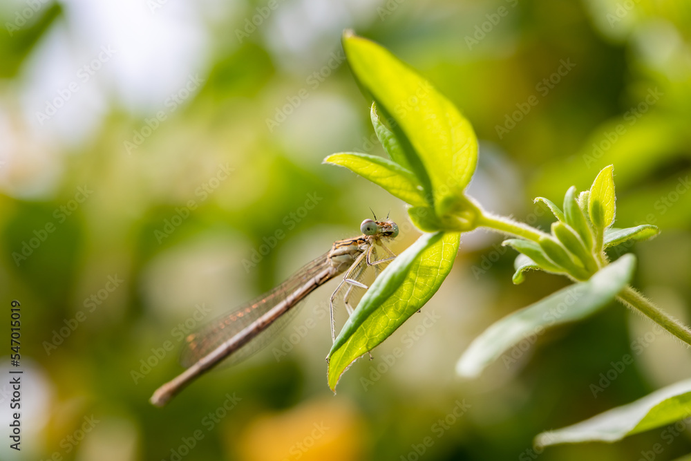 Obraz premium Enallagma cyathigerum (common blue damselfly, common bluet, or northern bluet)
