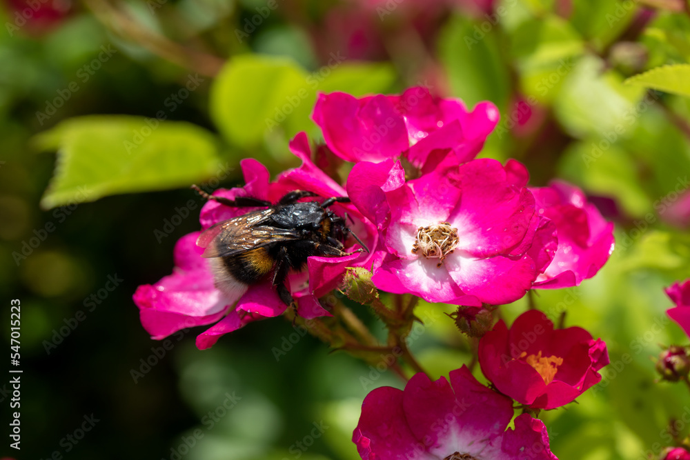 Habitat for insects, wildflowers and herbs in rural garden. Habitat for insects, wildflowers and herbs in rural garden.