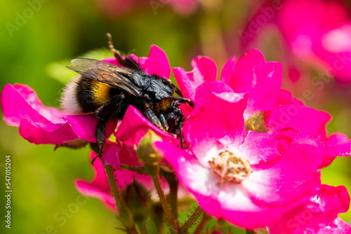 Habitat for insects, wildflowers and herbs in rural garden.