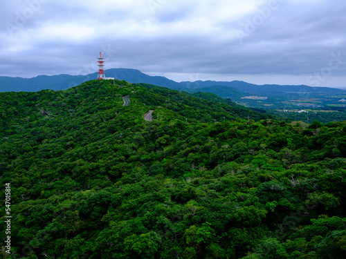 石垣島の森