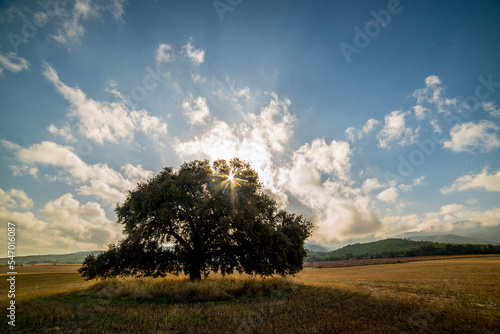 Old holm oak on a large plain with the sun backlit photo