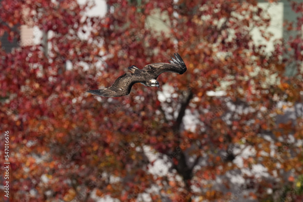 osprey in a park osprey in a park