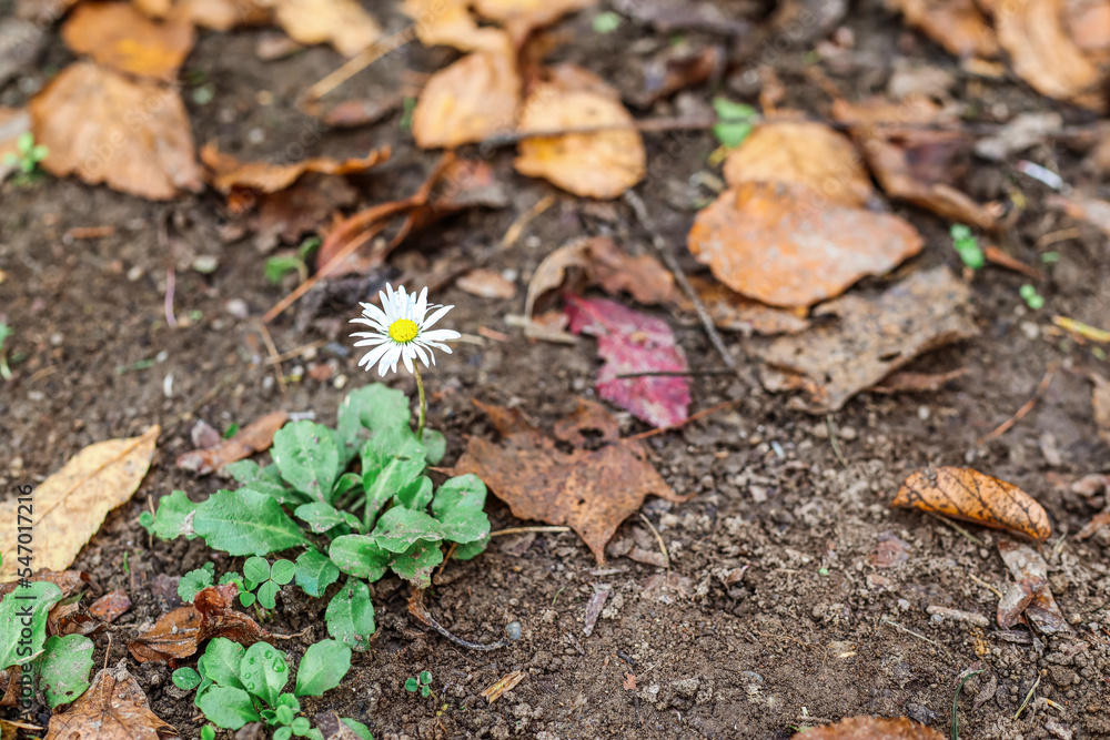 White daisy flower in autumn park, closeup White daisy flower in autumn park, closeup