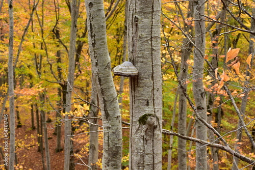 Bright colors of the autumn forest. In the forest, trees with fallen bright leaves on the branches in a mountainous area. 