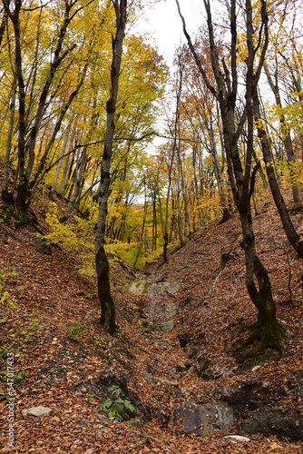 Bright colors of the autumn forest. In the forest, trees with fallen bright leaves on the branches in a mountainous area. 