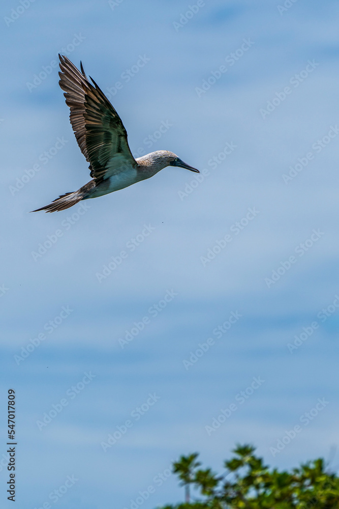 Fototapeta premium Blue-footed Booby in flight
