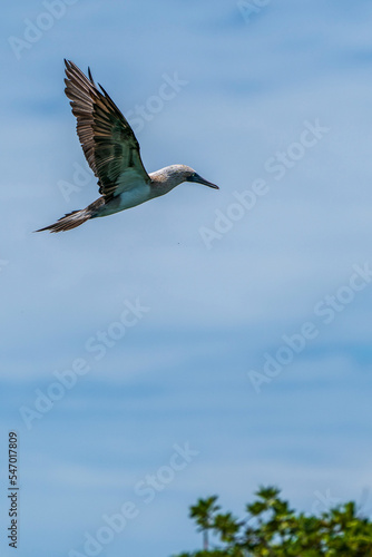 Blue-footed Booby in flight