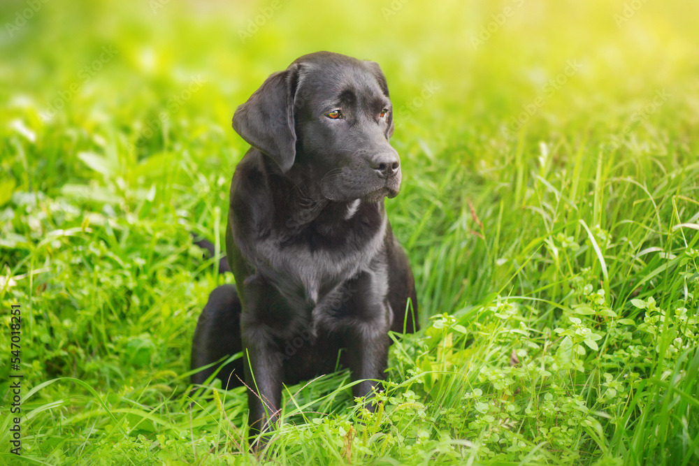 Labrador retriever puppy is sitting on the grass. Portrait of a black thoroughbred dog. Labrador retriever puppy is sitting on the grass. Portrait of a black thoroughbred dog.