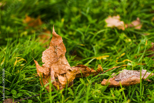 dry twisted fallen brown leaf in bright green grass during the day in autumn with bokeh in the background