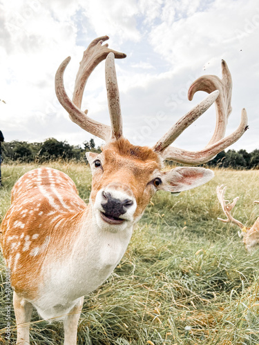 Fototapeta Naklejka Na Ścianę i Meble -  deer in the wild