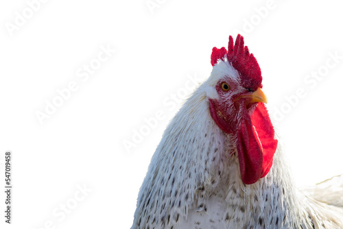  white leghorn chicken isolated PNG