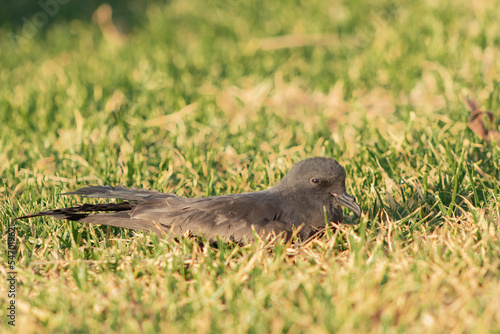 lost tern in the city park