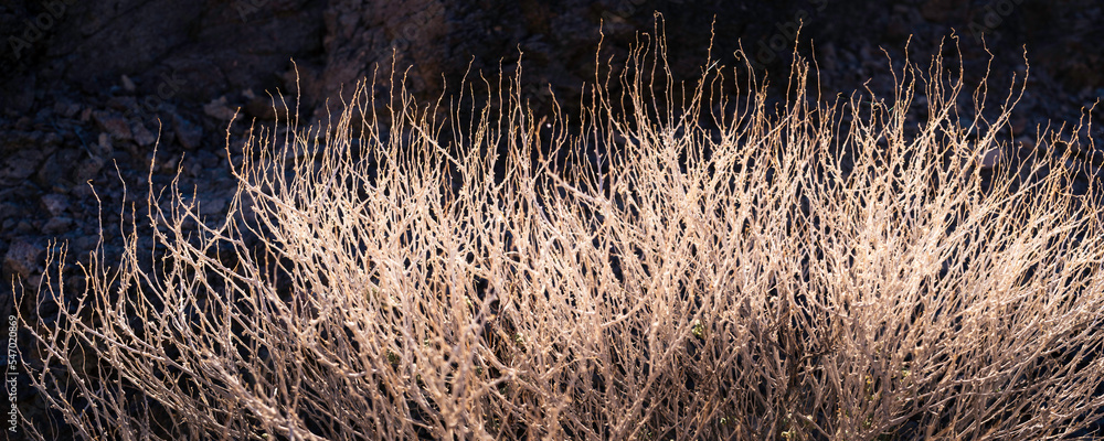 Fototapeta premium Dried desert plant branches close up