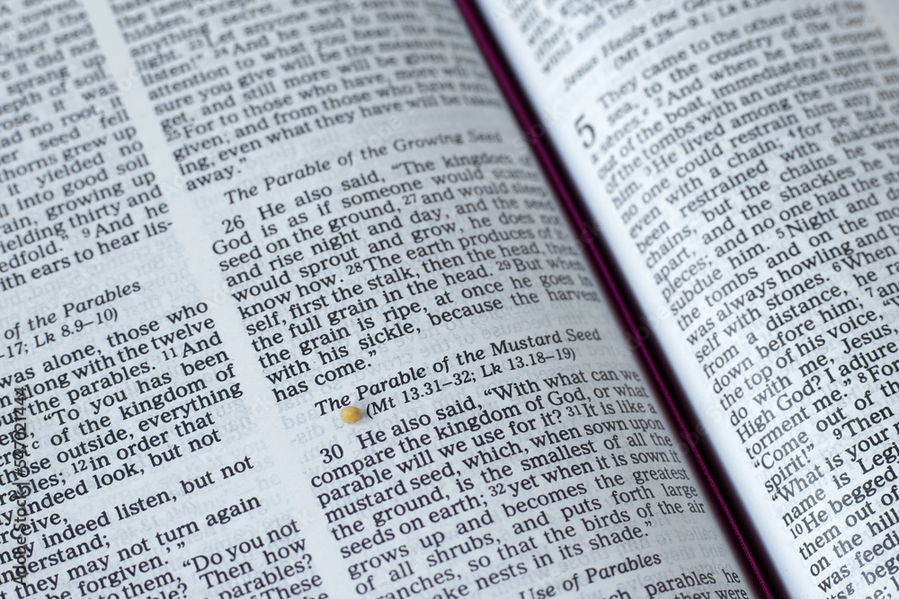 Mustard seed parable verse in open Holy Bible Book. A closeup. Christian biblical concept of the kingdom of God, faith, and hope in Jesus Christ. Mustard seed parable verse in open Holy Bible Book. A closeup. Christian biblical concept of the kingdom of God, faith, and hope in Jesus Christ.