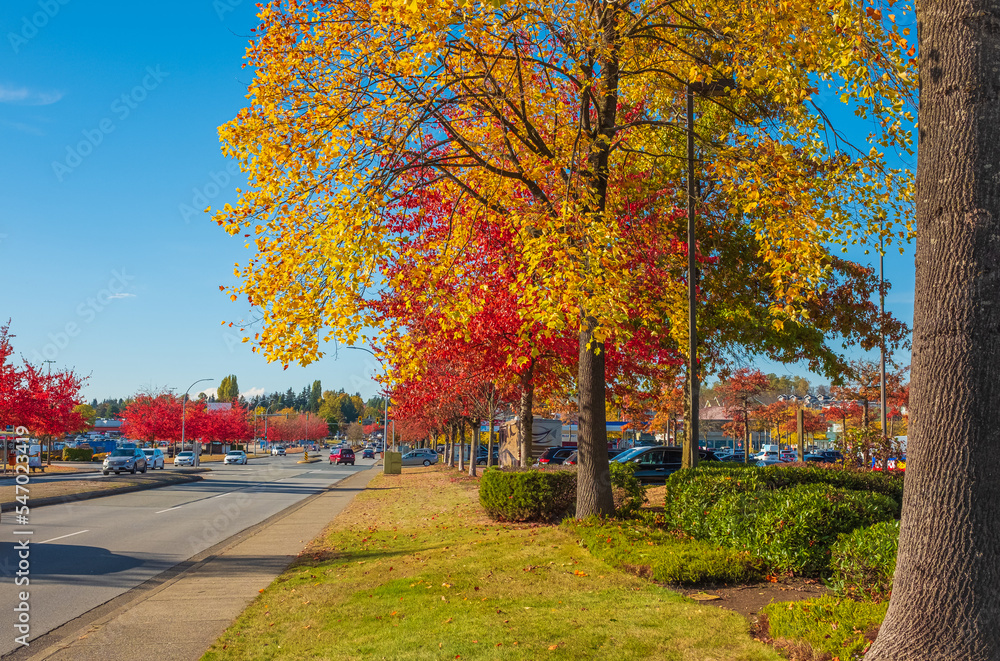 City street with autumn yellow, orange and red trees. Autumn scene in city. Street lined with colorful trees