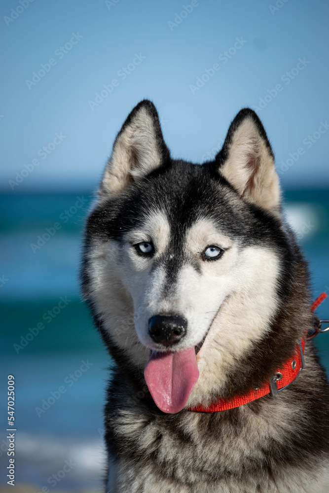 cute portraits of beautiful husky dog on beach during summer 