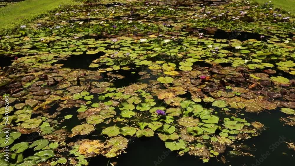 Beauty in nature. Tilt of hardy and tropical water lilies growing in the pond in spring. View of the green floating leaves and colorful flowers blooming in the garden. Beauty in nature. Tilt of hardy and tropical water lilies growing in the pond in spring. View of the green floating leaves and colorful flowers blooming in the garden.