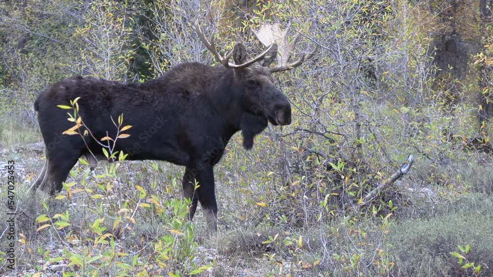 Bull Moose During the Rut in Wyoming in Autumn Bull Moose During the Rut in Wyoming in Autumn