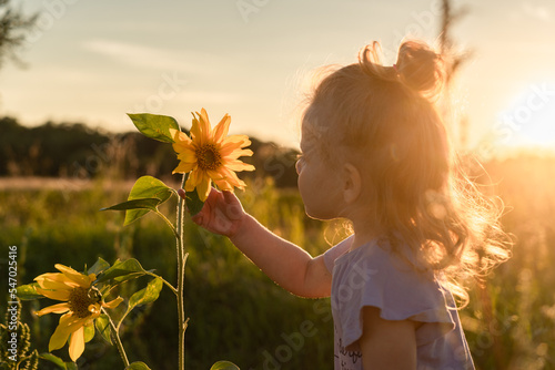 a little girl in the rays of the sun looks at sunflower flowers at sunset in the backlight in the month of August on the background of the field	