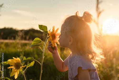 a little girl in the rays of the sun looks at sunflower flowers at sunset in the backlight in the month of August on the background of the field