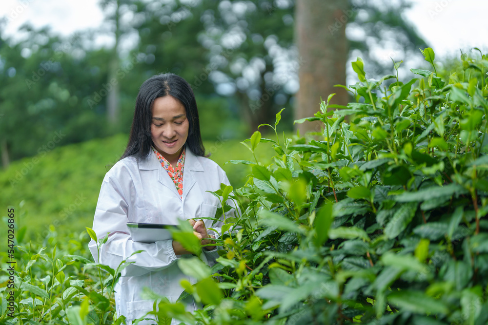 Researchers are checking the quality of tea leaves in tea plantations.Hand and tea leaves, soft tops of tea leaves ,Researcher hands on plants have tea leaves at hand and work files to check for work. Researchers are checking the quality of tea leaves in tea plantations.Hand and tea leaves, soft tops of tea leaves ,Researcher hands on plants have tea leaves at hand and work files to check for work.