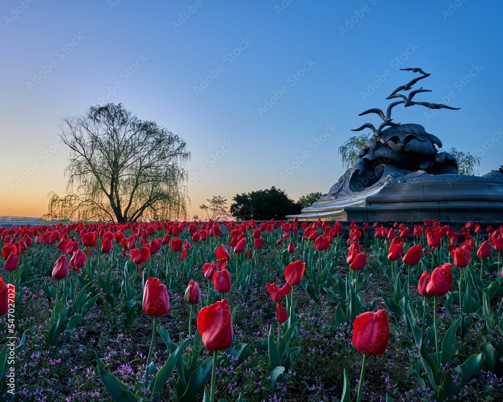 Obraz premium Blooming spring red tulip season in a garden with Navy Merchant Memorial