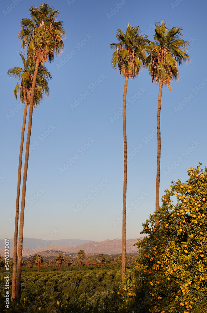 Fototapeta premium citrus grove