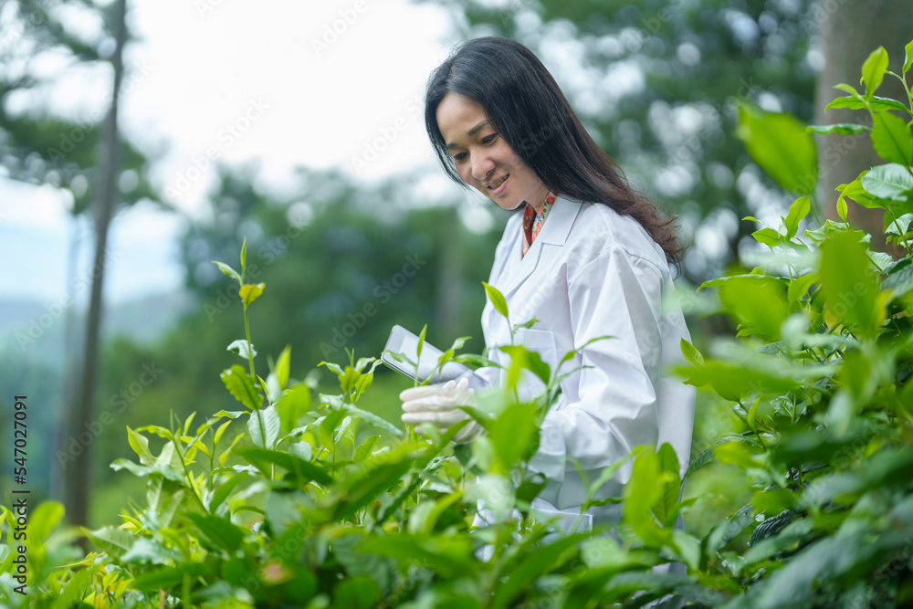 Researchers are checking the quality of tea leaves in tea plantations.Hand and tea leaves, soft tops of tea leaves ,Researcher hands on plants have tea leaves at hand and work files to check for work. Researchers are checking the quality of tea leaves in tea plantations.Hand and tea leaves, soft tops of tea leaves ,Researcher hands on plants have tea leaves at hand and work files to check for work.