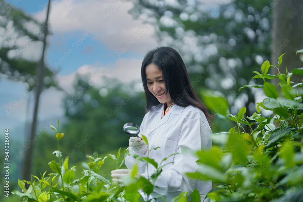 Researchers are checking the quality of tea leaves in tea plantations.Hand and tea leaves, soft tops of tea leaves ,Researcher hands on plants have tea leaves at hand and work files to check for work. Researchers are checking the quality of tea leaves in tea plantations.Hand and tea leaves, soft tops of tea leaves ,Researcher hands on plants have tea leaves at hand and work files to check for work.
