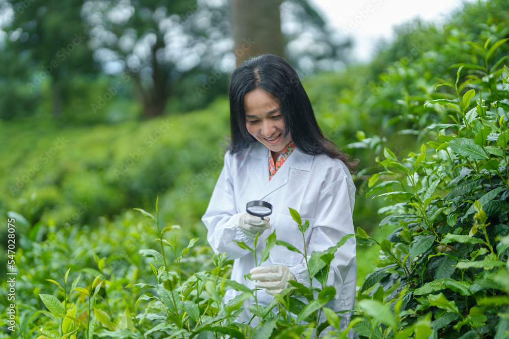 Researchers are checking the quality of tea leaves in tea plantations.Hand and tea leaves, soft tops of tea leaves ,Researcher hands on plants have tea leaves at hand and work files to check for work. Researchers are checking the quality of tea leaves in tea plantations.Hand and tea leaves, soft tops of tea leaves ,Researcher hands on plants have tea leaves at hand and work files to check for work.