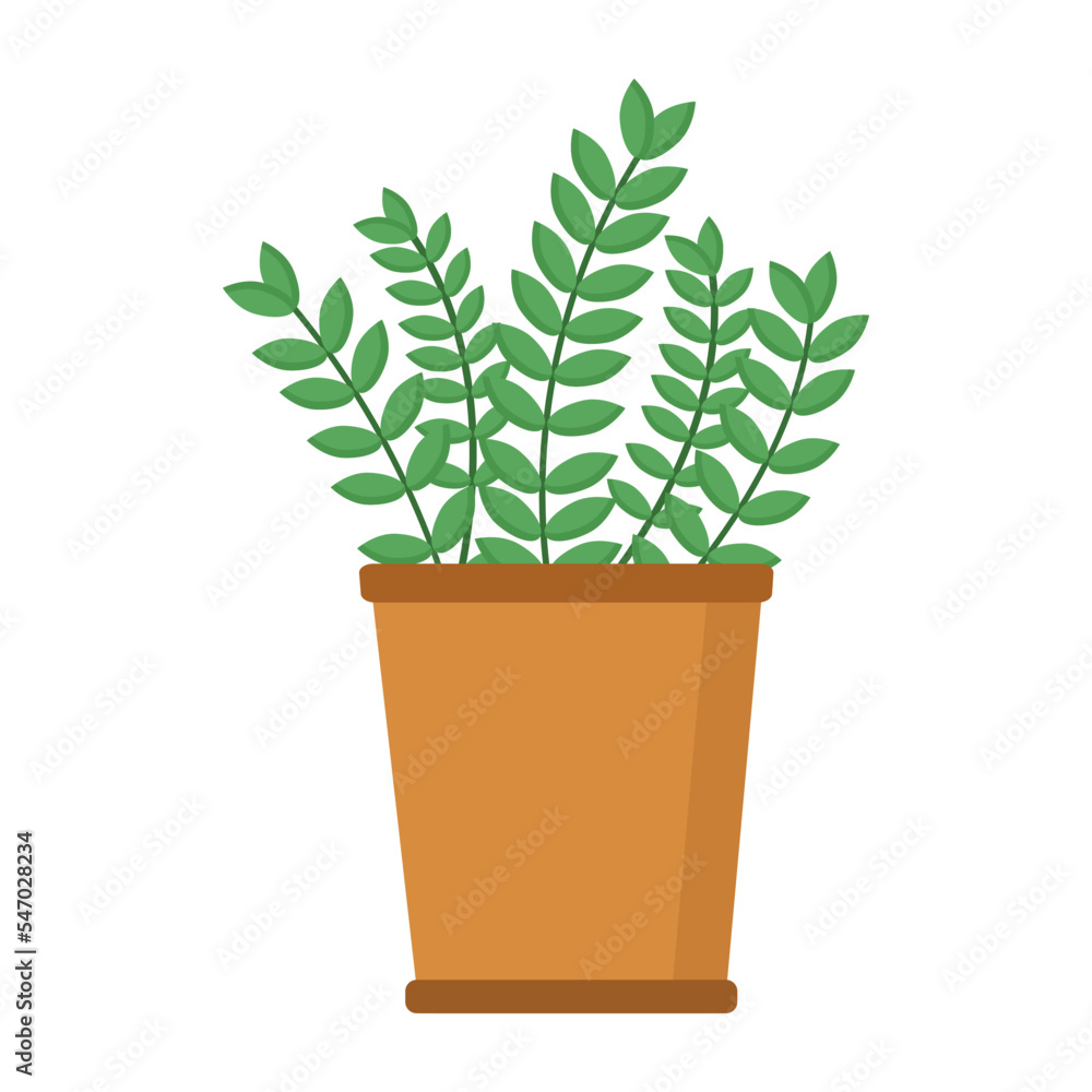 Plant with small leaves in pot for web