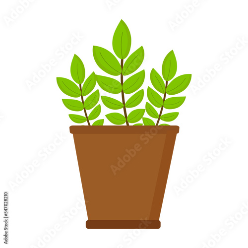 Plant with long leaves in pot for web