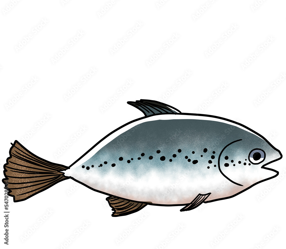 Naklejka premium Simple and realistic salmon illustration