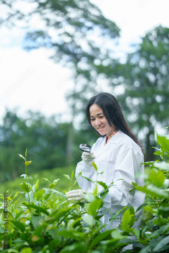 Researchers are checking the quality of tea leaves in tea plantations.Hand and tea leaves, soft tops of tea leaves ,Researcher hands on plants have tea leaves at hand and work files to check for work. Researchers are checking the quality of tea leaves in tea plantations.Hand and tea leaves, soft tops of tea leaves ,Researcher hands on plants have tea leaves at hand and work files to check for work.