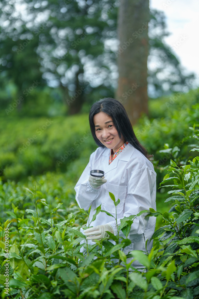 Researchers are checking the quality of tea leaves in tea plantations.Hand and tea leaves, soft tops of tea leaves ,Researcher hands on plants have tea leaves at hand and work files to check for work. Researchers are checking the quality of tea leaves in tea plantations.Hand and tea leaves, soft tops of tea leaves ,Researcher hands on plants have tea leaves at hand and work files to check for work.