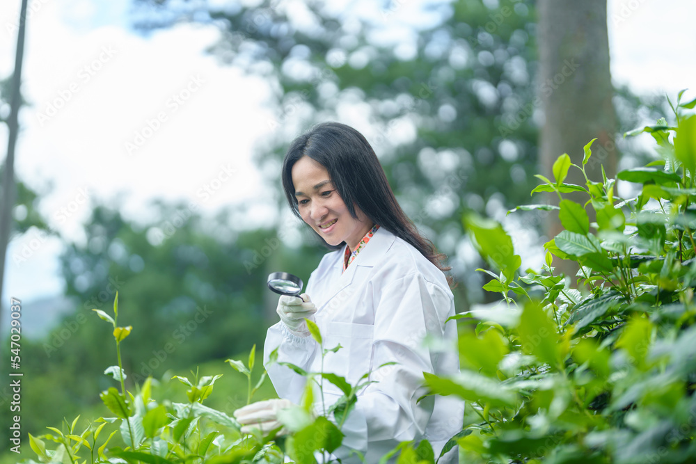 Researchers are checking the quality of tea leaves in tea plantations.Hand and tea leaves, soft tops of tea leaves ,Researcher hands on plants have tea leaves at hand and work files to check for work. Researchers are checking the quality of tea leaves in tea plantations.Hand and tea leaves, soft tops of tea leaves ,Researcher hands on plants have tea leaves at hand and work files to check for work.