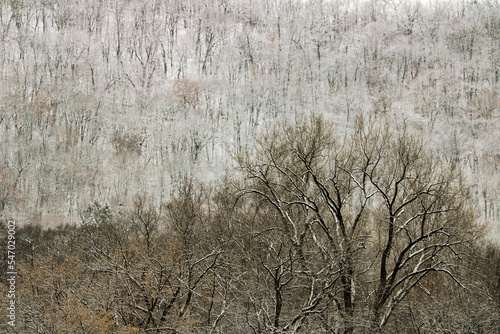 Winter Trees Against a Snow Covered Hill