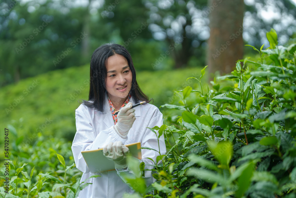 Researchers are checking the quality of tea leaves in tea plantations.Hand and tea leaves, soft tops of tea leaves ,Researcher hands on plants have tea leaves at hand and work files to check for work. Researchers are checking the quality of tea leaves in tea plantations.Hand and tea leaves, soft tops of tea leaves ,Researcher hands on plants have tea leaves at hand and work files to check for work.