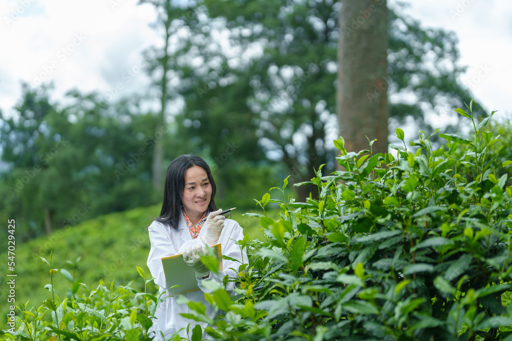 Researchers are checking the quality of tea leaves in tea plantations.Hand and tea leaves, soft tops of tea leaves ,Researcher hands on plants have tea leaves at hand and work files to check for work. Researchers are checking the quality of tea leaves in tea plantations.Hand and tea leaves, soft tops of tea leaves ,Researcher hands on plants have tea leaves at hand and work files to check for work.
