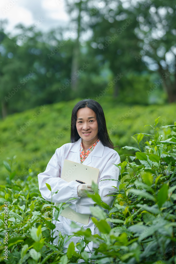 Researchers are checking the quality of tea leaves in tea plantations.Hand and tea leaves, soft tops of tea leaves ,Researcher hands on plants have tea leaves at hand and work files to check for work. Researchers are checking the quality of tea leaves in tea plantations.Hand and tea leaves, soft tops of tea leaves ,Researcher hands on plants have tea leaves at hand and work files to check for work.