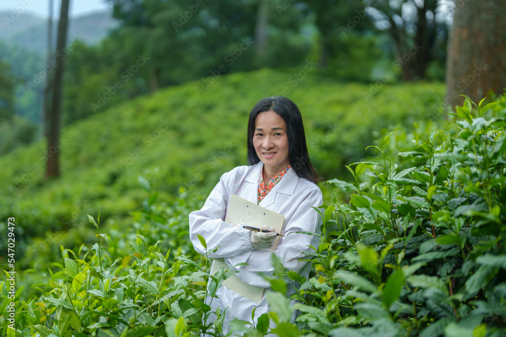 Researchers are checking the quality of tea leaves in tea plantations.Hand and tea leaves, soft tops of tea leaves ,Researcher hands on plants have tea leaves at hand and work files to check for work.