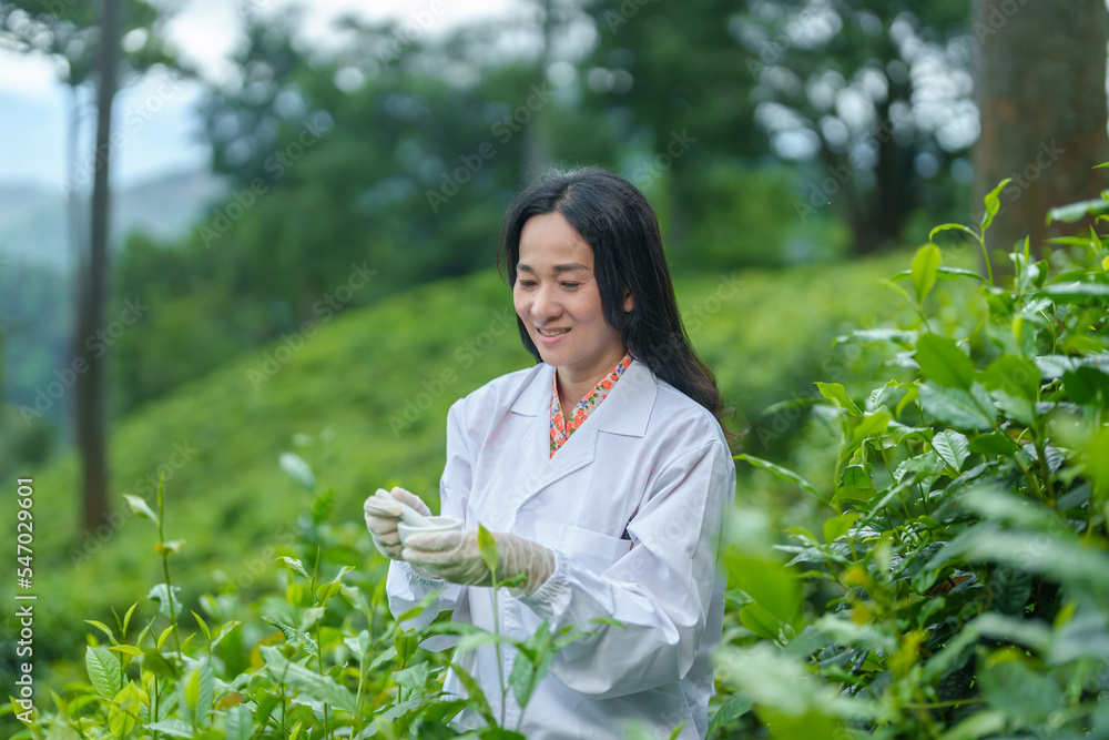 Researchers are checking the quality of tea leaves in tea plantations.Hand and tea leaves, soft tops of tea leaves ,Researcher hands on plants have tea leaves at hand and work files to check for work. Researchers are checking the quality of tea leaves in tea plantations.Hand and tea leaves, soft tops of tea leaves ,Researcher hands on plants have tea leaves at hand and work files to check for work.