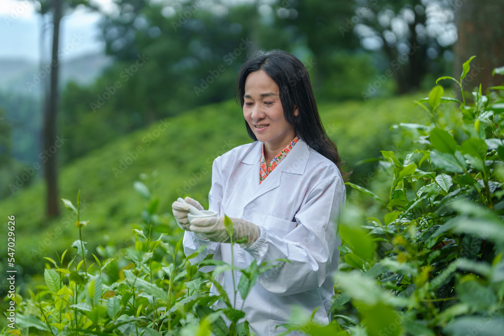 Researchers are checking the quality of tea leaves in tea plantations.Hand and tea leaves, soft tops of tea leaves ,Researcher hands on plants have tea leaves at hand and work files to check for work. Researchers are checking the quality of tea leaves in tea plantations.Hand and tea leaves, soft tops of tea leaves ,Researcher hands on plants have tea leaves at hand and work files to check for work.