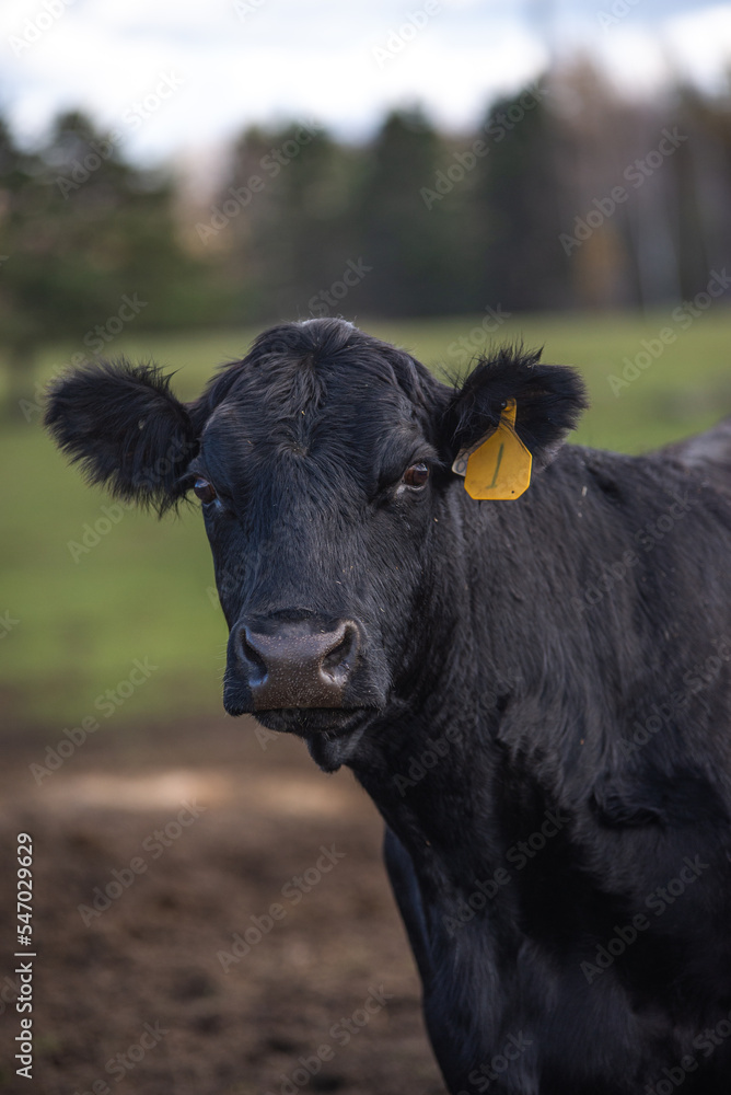 Black angus cow close up outside in summer Black angus cow close up outside in summer