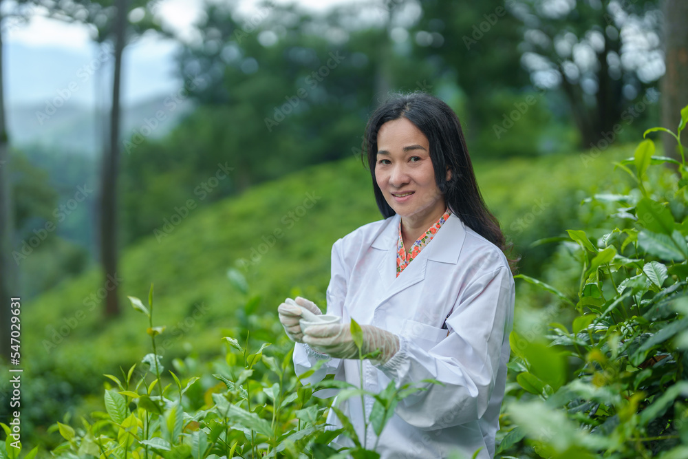 Researchers are checking the quality of tea leaves in tea plantations.Hand and tea leaves, soft tops of tea leaves ,Researcher hands on plants have tea leaves at hand and work files to check for work. Researchers are checking the quality of tea leaves in tea plantations.Hand and tea leaves, soft tops of tea leaves ,Researcher hands on plants have tea leaves at hand and work files to check for work.