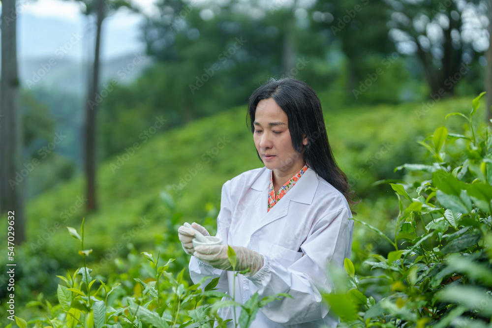 Researchers are checking the quality of tea leaves in tea plantations.Hand and tea leaves, soft tops of tea leaves ,Researcher hands on plants have tea leaves at hand and work files to check for work. Researchers are checking the quality of tea leaves in tea plantations.Hand and tea leaves, soft tops of tea leaves ,Researcher hands on plants have tea leaves at hand and work files to check for work.