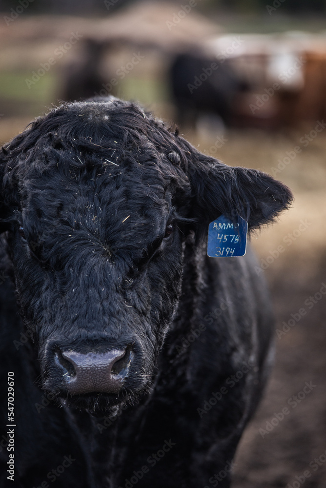 Black angus bull close up, outside in summer pasture