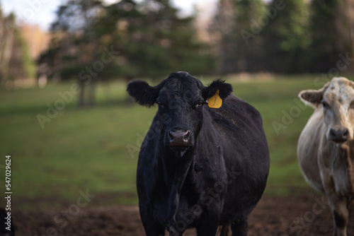 Black angus cow close up outside in summer